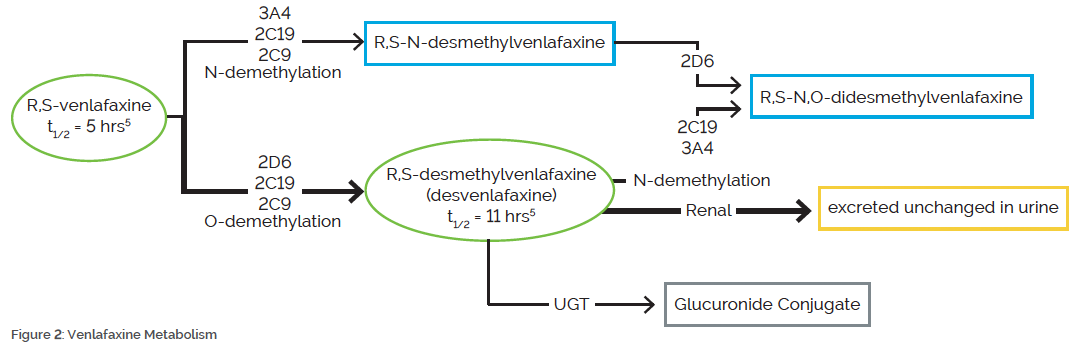 Figure 2: Ventafaxine Metabolism