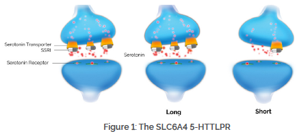 Figure 1: The SLC6A4 5-HTTLPR
