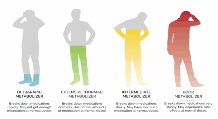 GeneSight graphic showing types of metabolizers, which impact how your body responds to antidepressants