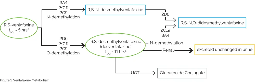 Figure 1: Ventafaxine Metabolism