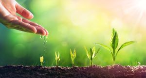 A hand waters a seedling that grows into a plant, showing how taking small steps to living in the moment may help