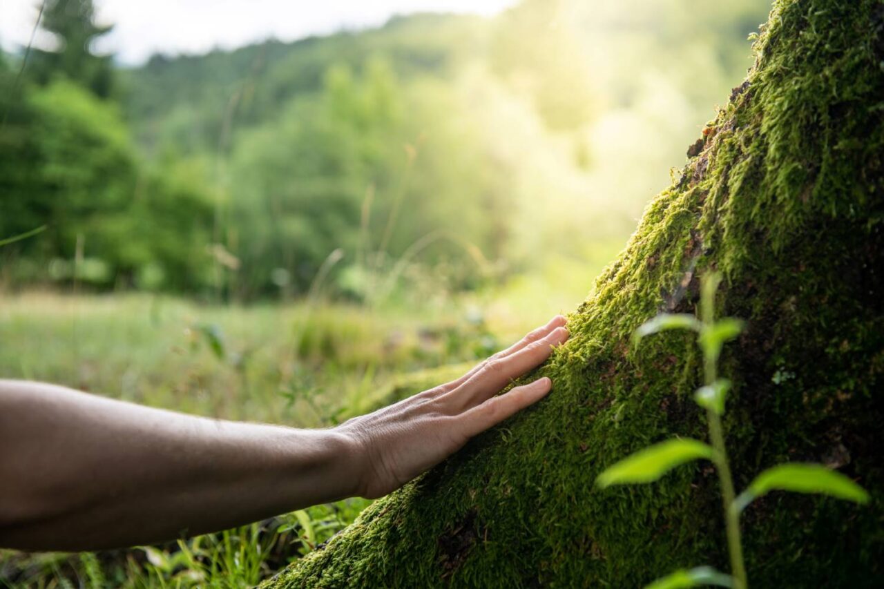 image of a forearm and hand reaching out to touch a moss-covered tree, representing relief from anxiety by connecting with nature.